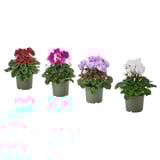 Quatre CYCLAMENS en pot en rouge, rose, blanc et rose clair sur fond blanc.