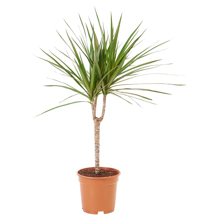 DRACAENA MARGINATA Plante en pot, Dragonnier de Madagascar/1 tige, 17 ...