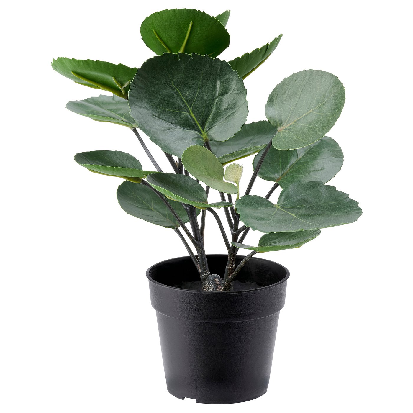 Plante D Intérieur Facile D Entretien Ikea