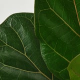 Grandes feuilles de plantes vertes avec des veines proéminentes sur fond blanc.