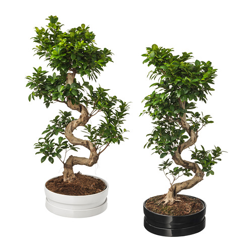 FICUS MICROCARPA GINSENG Plante avec vase IKEA