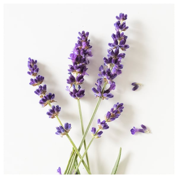 Trois tiges de lavande violette sur fond blanc. Design simple et minimaliste.