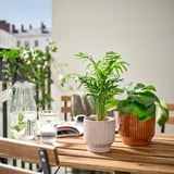 Petite plante en pot sur table en bois, deux verres, pot aux herbes, fond urbain.