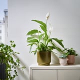 Trois pots en céramique colorés sur un buffet crème, tenant des plantes de différentes tailles et types contre un mur gris.