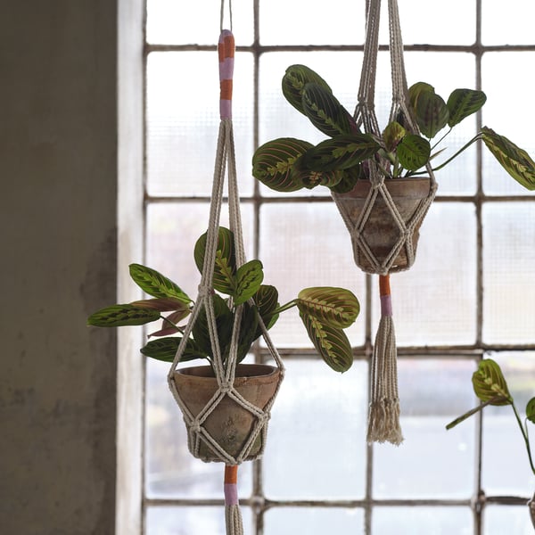 Deux plantes en pot sont suspendues à des cordes de macramé près d’une fenêtre. La lumière naturelle illumine les feuilles vertes et rayées, rehaussant leur vivacité.