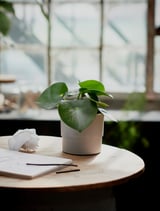 Une petite plante verte en pot est posée sur une table en bois clair près d’une fenêtre avec un mouchoir blanc et un bloc-notes.