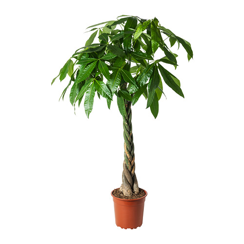 pachira aquatica plante en pot__0653983_PE708212_S4