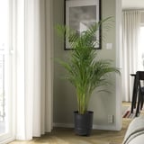 Grande jardinière PÄRLRÖNN noire avec plante d’intérieur verte, rideaux blancs, mur gris, cadre photo.
