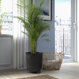 Chambre lumineuse avec plante haute et couverture près de la fenêtre.