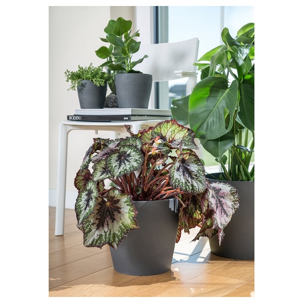 Trois pots de fleurs gris avec diverses plantes à feuilles vertes sur un plancher en bois. Une table d’appoint blanche contient d’autres plantes en pot et des livres en arrière-plan.
