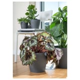 Trois pots de fleurs gris avec diverses plantes à feuilles vertes sur un plancher en bois. Une table d’appoint blanche contient d’autres plantes en pot et des livres en arrière-plan.