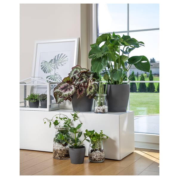 Fenêtre lumineuse avec diverses plantes en pot ; comprend des pots modernes gris et un terrarium ; Verdure luxuriante visible à travers une grande vitre.