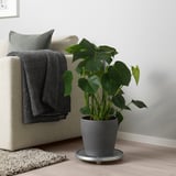 Salon moderne avec plante et canapé.