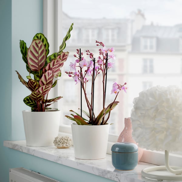 Deux plantes en pot sur le rebord de la fenêtre : fleurs roses, feuilles rayées. Les objets décoratifs comprennent de petites sculptures et des vases.