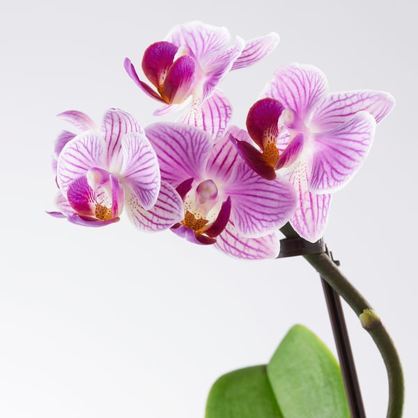Orchidée Durée De Vie Phalaenopsis Plante En Pot Orchidee Coloris Assortis Ikea