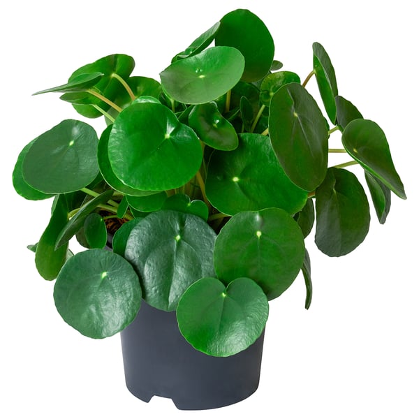PILEA PEPEROMIOIDES Plante en pot, Pilea - IKEA