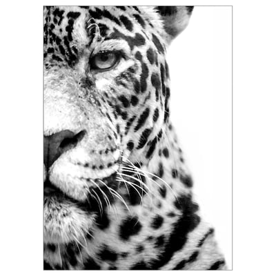 Affiche en gros plan guépard noir et blanc. Taches détaillées et texture de la fourrure.