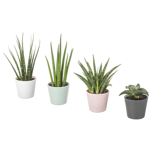 Quatre plantes SANSEVIERIA dans des pots blancs, menthe, roses et gris, chacune avec de grandes feuilles vertes, exposées sur un fond blanc.