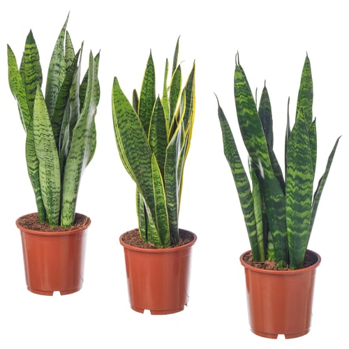 Trois plantes SANSEVIERIA TRIFASCIATA en pot dans des pots en plastique rouge, avec de grandes feuilles vertes avec des motifs panachés sombres.