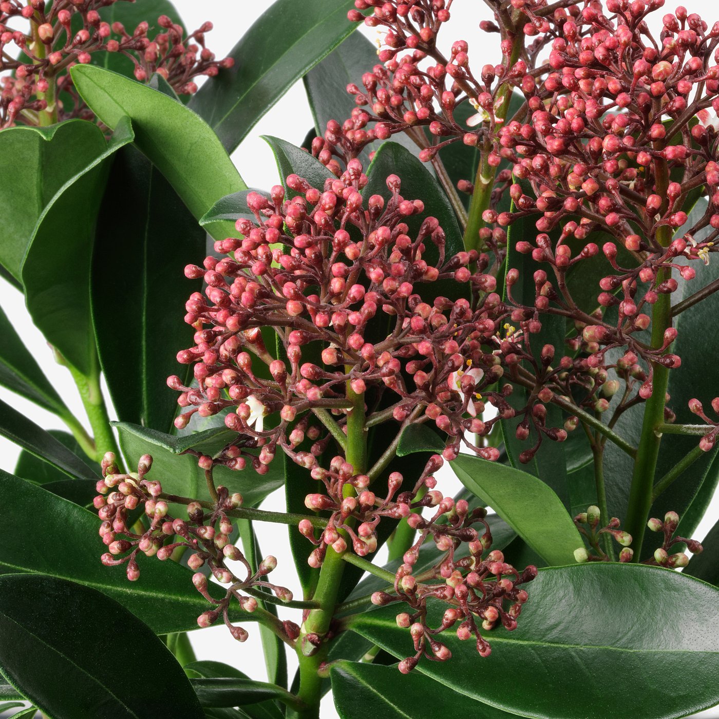 Skimmia Japonica Rubella Plante En Pot 13 Cm Ikea