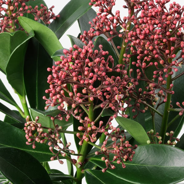 Skimmia Japonica Rubella Plante En Pot 13 Cm Ikea
