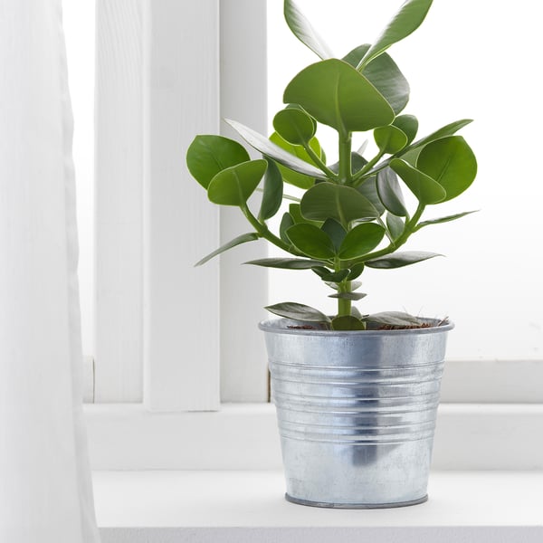 Tres Grand Pot De Fleur Exterieur Ikea Socker Cache Pot Acier Zingue Interieur Exterieur Acier Zingue 12 Cm Ikea