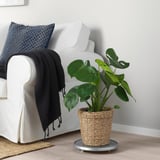 Salon confortable avec un canapé blanc, un oreiller bleu, un jeté noir et un panier de plantes en jonc de mer VALLMOFRÖN sur roulettes contenant une grande plante à feuilles vertes.