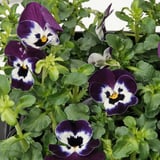Pensées aux pétales violets et blancs, centres noirs, feuillage vert. Plante d’intérieur en pot saine, dynamique et bien soignée.