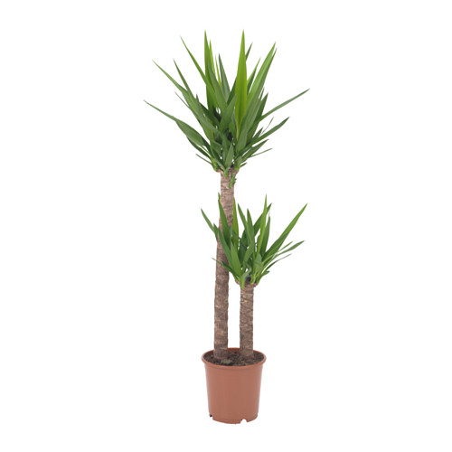 yucca elephantipes plante en pot__0413416_PE570661_S4
