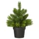 Plantes et pots de Noël