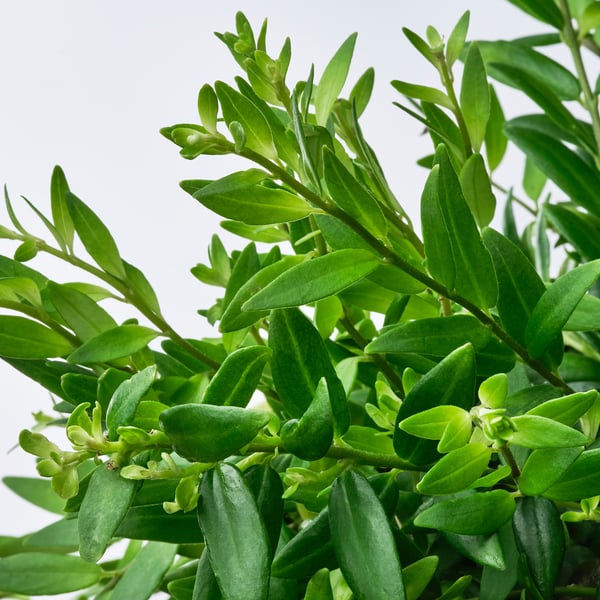 Vibrant green leaves of a healthy hanging plant, robust and lush.