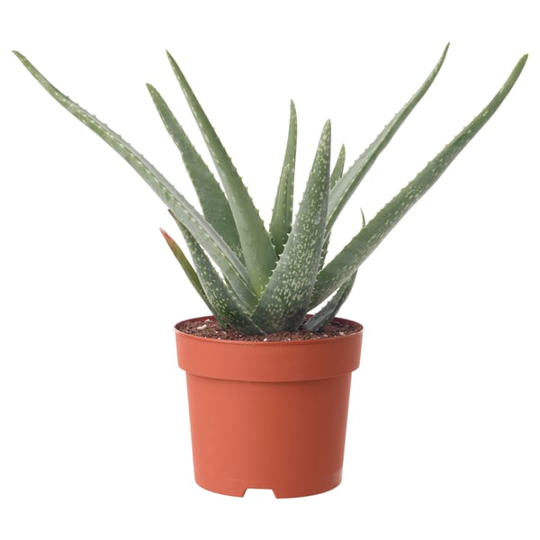 ALOE VERA Aloe, Potted plant, Diameter of plant pot 15 cm IKEA