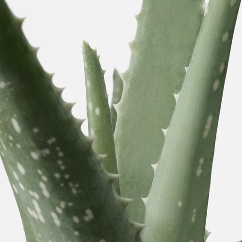 ALOE VERA Aloe, Potted plant, Diameter of plant pot 15 cm IKEA