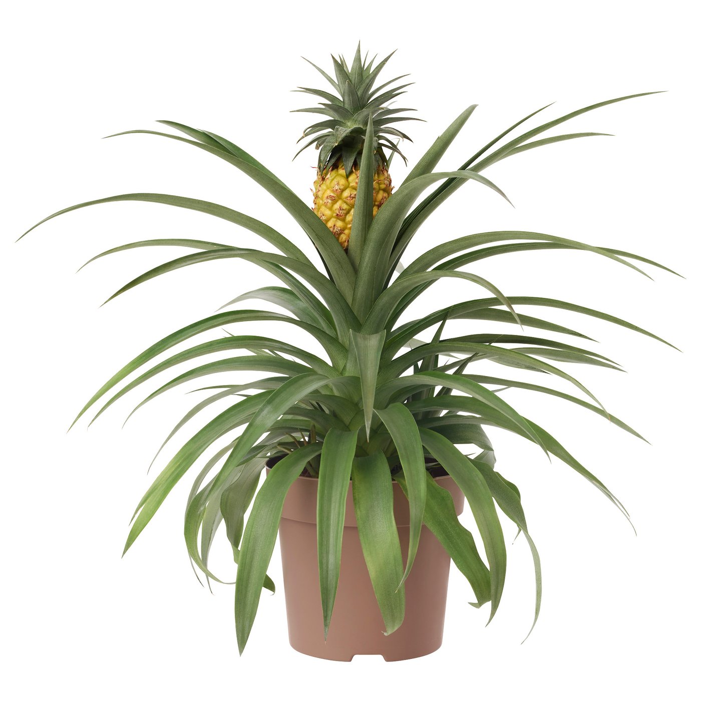 ANANAS Potted plant, Pineapple, 15 cm IKEA