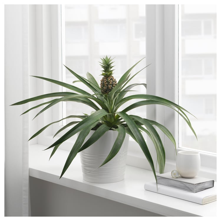 ANANAS Potted plant, Pineapple, 15 cm IKEA