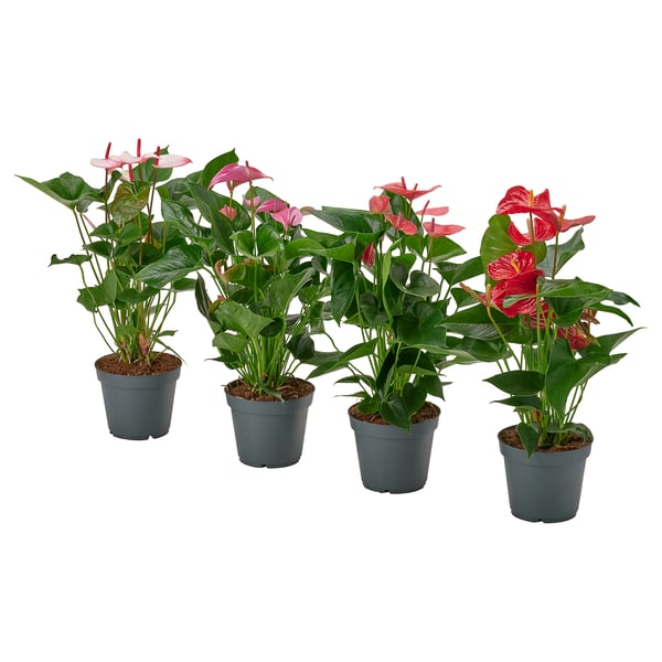 ANTHURIUM Potted plant, Flamingo plant mixed colours, 17 cm