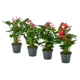 ANTHURIUM Potted plant, Flamingo plant mixed colours, 17 cm