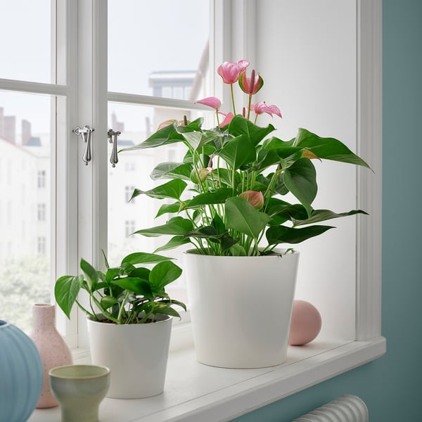 ANTHURIUM Potted plant, Flamingo plant mixed colours, 17 cm