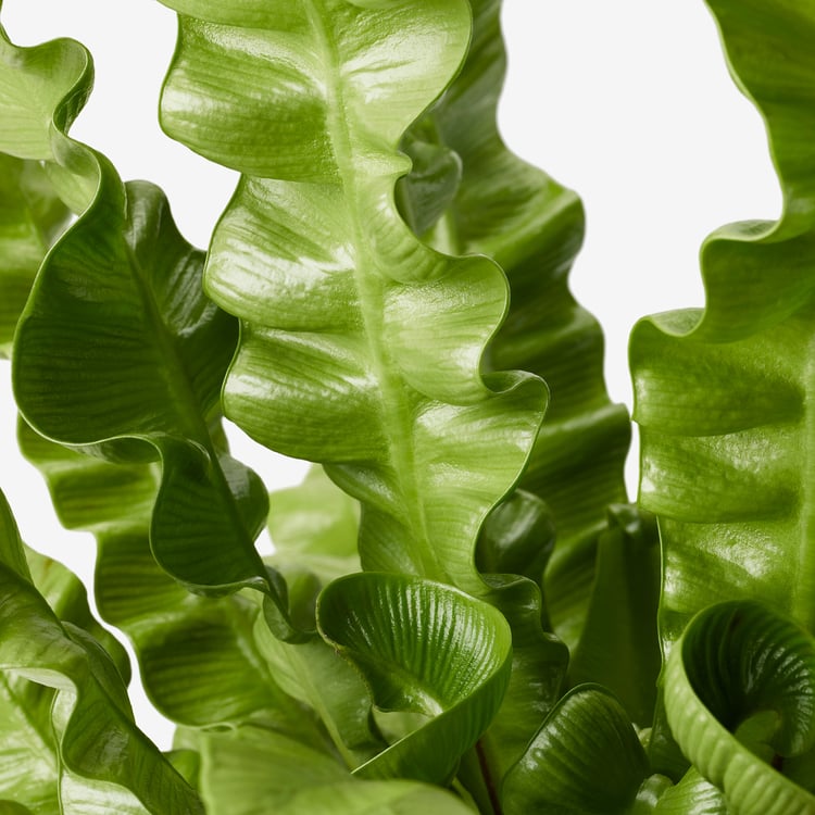ASPLENIUM 'CRISPY WAVE', Potted plant IKEA