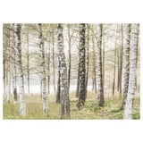 BJÖRKSTA Picture, birches, 200x140 cm