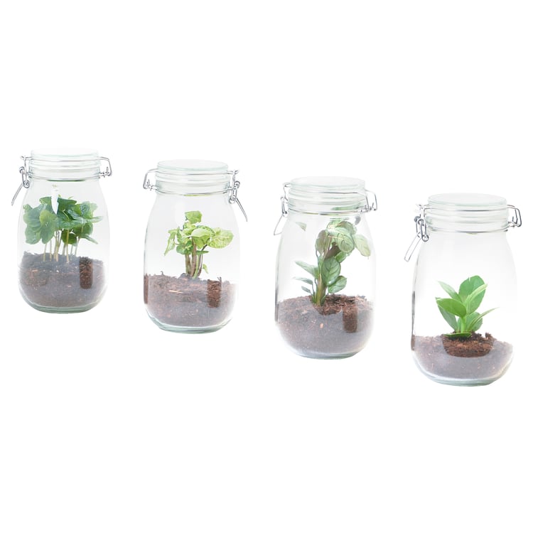 BLADVERK Plant terrarium, jar, assorted, 1.8 l IKEA