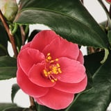 CAMELLIA JAPONICA Potted plant, Camellia, 17 cm