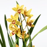 CYMBIDIUM Potted plant, Orchid assorted colours, 12 cm