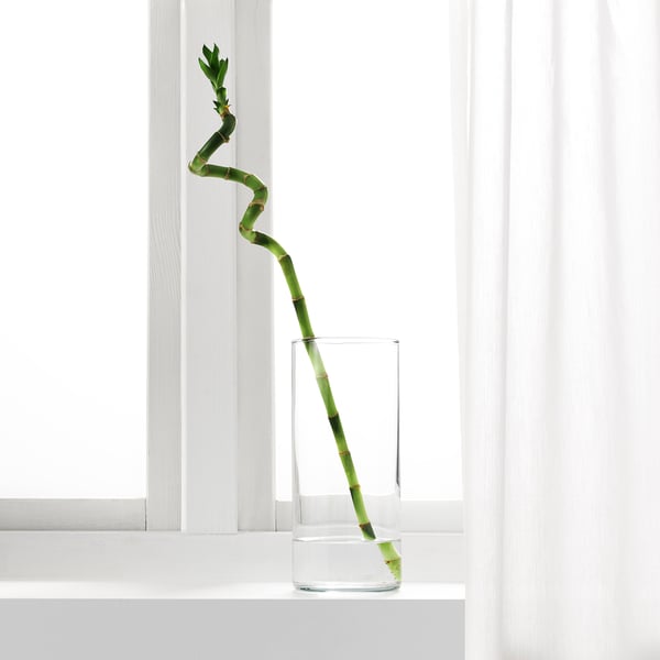 DRACAENA Lucky bamboo spiral Plant IKEA DRACAENA Lucky bamboo spiral Plant IKEA