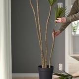 FEJKA Artificial potted plant, in/outdoor Dracena, 23 cm