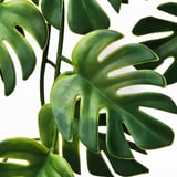 FEJKA Artificial potted plant, in/outdoor hanging/Monstera, 9 cm