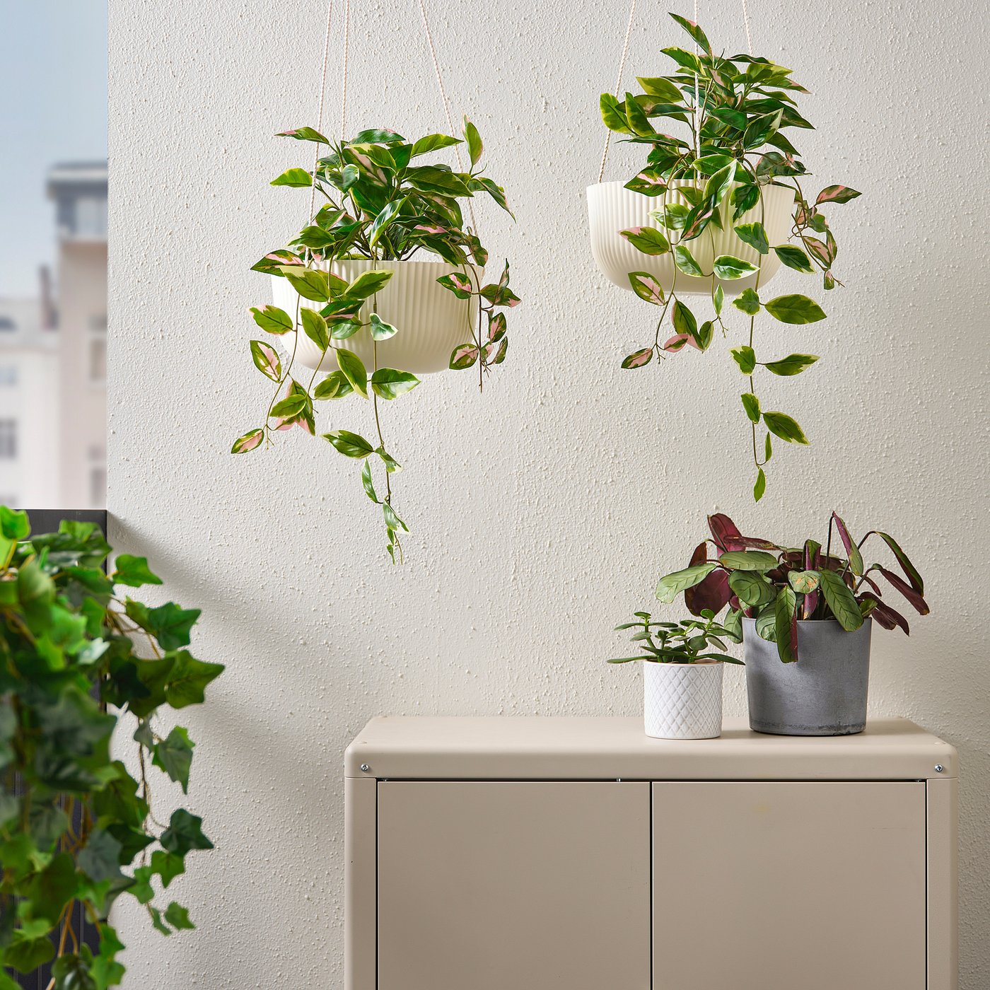 FEJKA Artificial potted plant, in/outdoor Wax plant/hanging, 15 cm IKEA