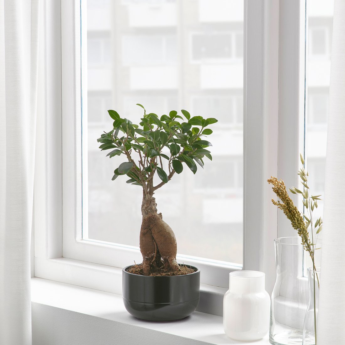 FICUS MICROCARPA GINSENG bonsai, assorted colours, Potted plant with