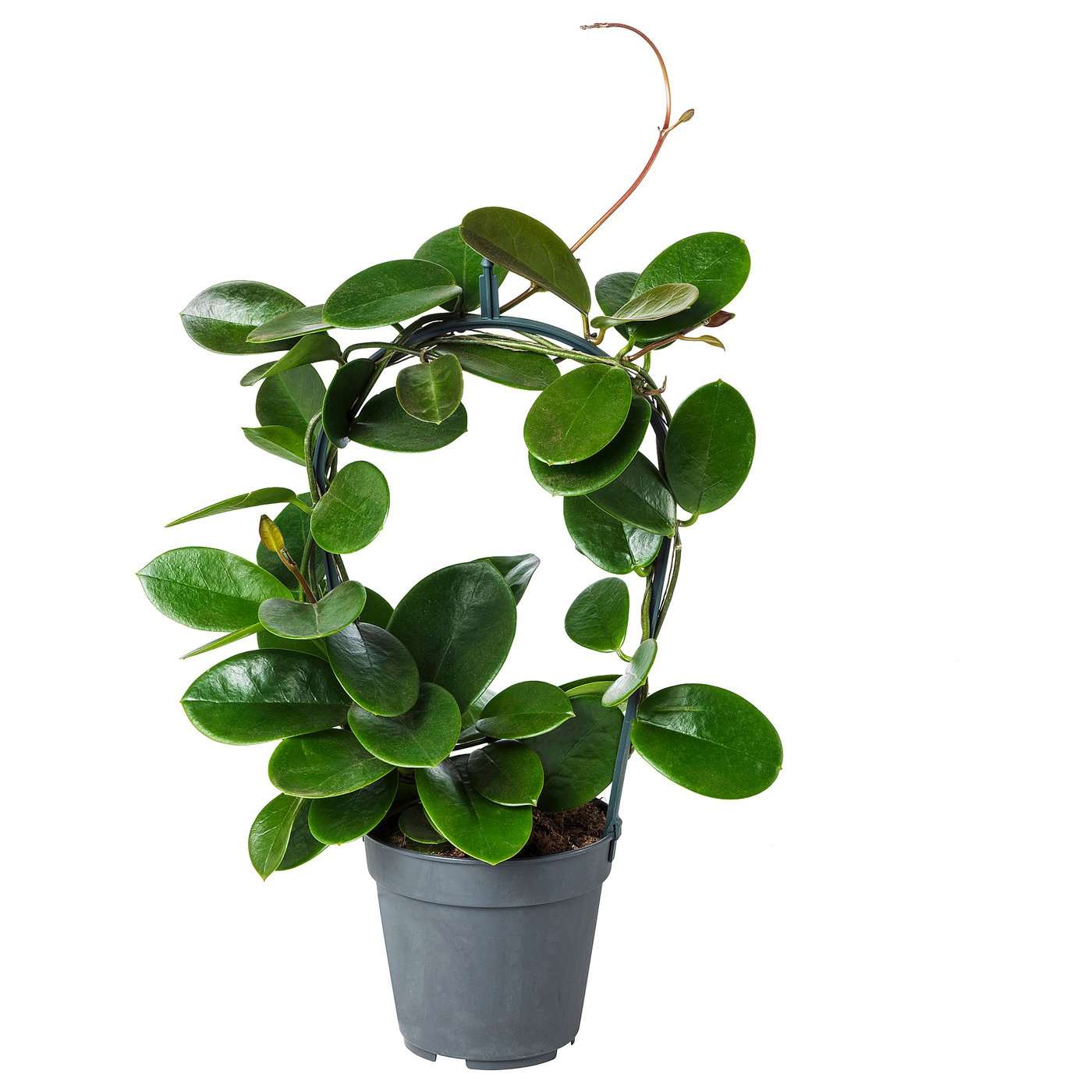 Hoya Potted Plant Wax Plant 12 Cm Ikea Hoya Potted Plant Wax Plant 12 Cm Ikea