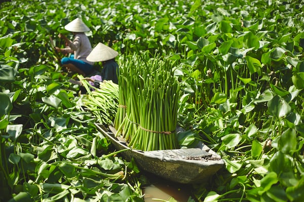 LABBSAL Basket, handmade water hyacinth, 32x34x32 cm